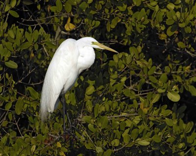 Egret, Great-031207-Black Point Wildlife Drive, Merritt Island NWR-0265.jpg