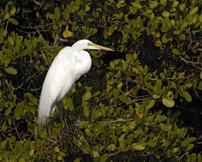 Egret, Great-031207-Black Point Wildlife Drive, Merritt Island NWR-0299.jpg