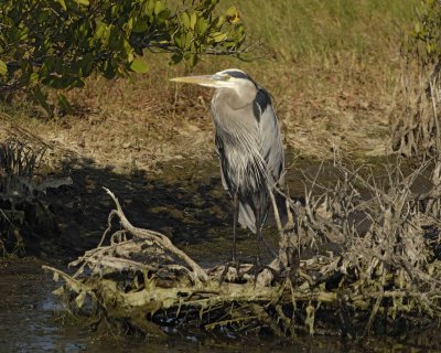 Heron, Great Blue-031207-L Pond Rd, Merritt Island NWR-0146.jpg