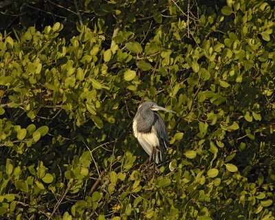 Heron, Tricolored-031207-Black Point Wildlife Drive, Merritt Island NWR-0234.jpg