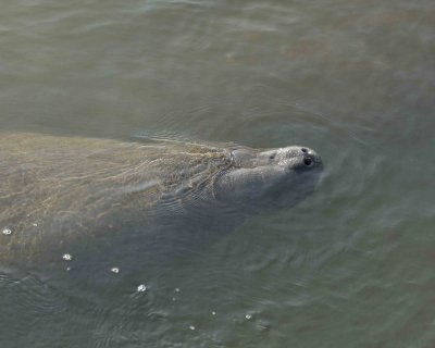 Manatee-031307-Haulover Canal, Merritt Island NWR-0245.jpg