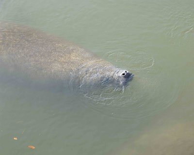 Manatee-031307-Haulover Canal, Merritt Island NWR-0312.jpg