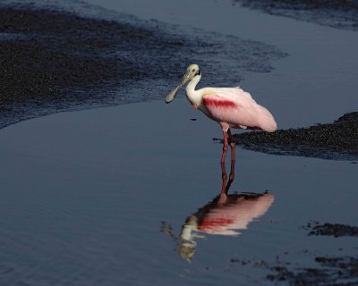 Spoonbill, Roseate-031207-L Pond Rd, Merritt Island NWR-0102.jpg