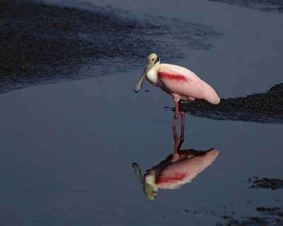 Spoonbill, Roseate-031207-L Pond Rd, Merritt Island NWR-0130.jpg