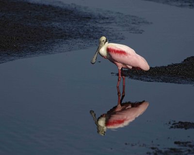 Spoonbill Roseate-031207-L Pond Rd Merritt Island NWR-0132.jpg