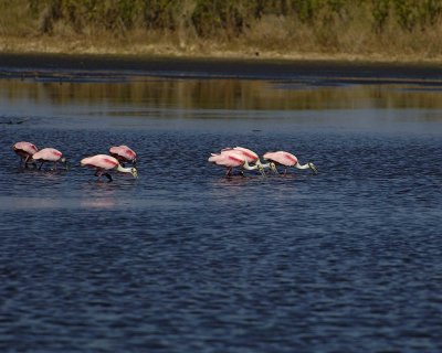 Spoonbill, Roseate, flock-031207-L Pond Rd, Merritt Island NWR-0017.jpg