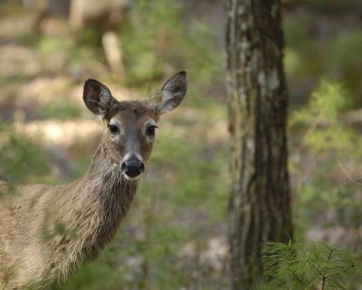 Deer, White Tailed, Doe-042107-Cades Cove, Great Smoky Mtn NP-0113.jpg