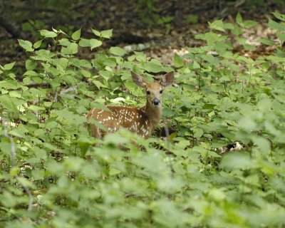 Deer, White Tailed, Fawn-063007-Shendoah Natl Park, Skyland-0002.jpg