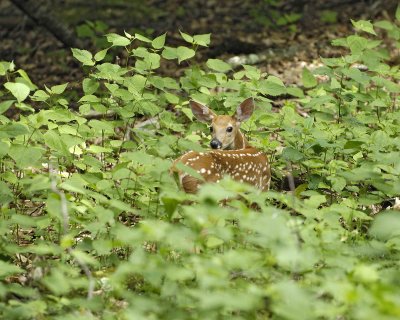 Deer, White Tailed, Fawn-063007-Shendoah Natl Park, Skyland-0006.jpg
