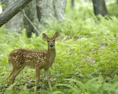 Deer, White Tailed,  Fawn-063007-Shendoah Natl Park, Skyland-0023.jpg