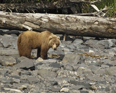Bear, Kodiak-071107-Discoverer Bay, Afognak Island, AK-#0199.jpg
