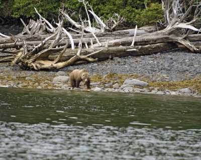 Bear, Kodiak-071107-Discoverer Bay, Afognak Island, AK-0061.jpg