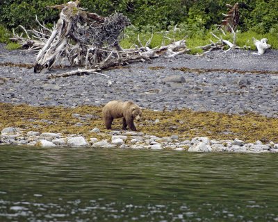 Bear, Kodiak-071107-Discoverer Bay, Afognak Island, AK-0076.jpg