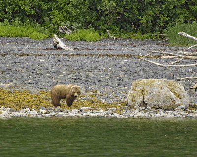 Bear, Kodiak-071107-Discoverer Bay, Afognak Island, AK-0092.jpg