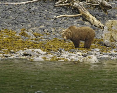 Bear, Kodiak-071107-Discoverer Bay, Afognak Island, AK-0114.jpg
