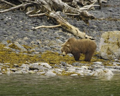 Bear, Kodiak-071107-Discoverer Bay, Afognak Island, AK-0119.jpg