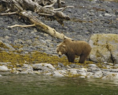Bear, Kodiak-071107-Discoverer Bay, Afognak Island, AK-0127.jpg
