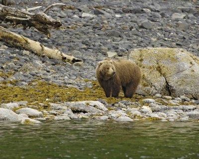 Bear, Kodiak-071107-Discoverer Bay, Afognak Island, AK-0131.jpg
