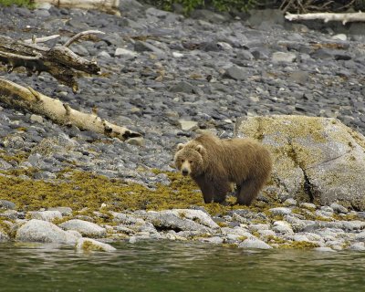 Bear, Kodiak-071107-Discoverer Bay, Afognak Island, AK-0134.jpg