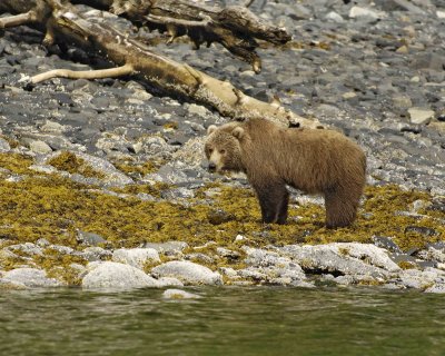 Bear, Kodiak-071107-Discoverer Bay, Afognak Island, AK-0182.jpg