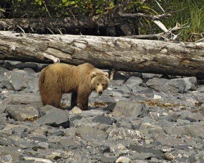 Bear, Kodiak-071107-Discoverer Bay, Afognak Island, AK-0198.jpg