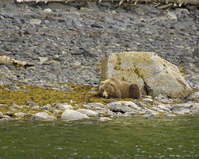 Bear, Kodiak, laying down-071107-Discoverer Bay, Afognak Island, AK-0169.jpg
