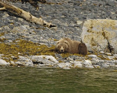Bear, Kodiak, laying down-071107-Discoverer Bay, Afognak Island, AK-0179.jpg