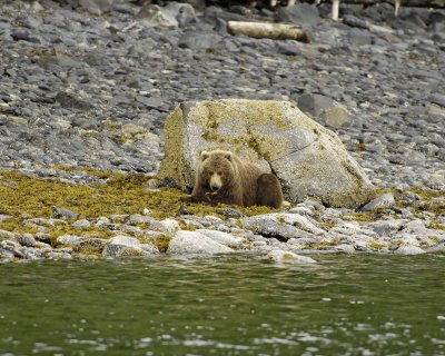 Bear, Kodiak, laying down, seaweed in mouth-071107-Discoverer Bay, Afognak Island, AK-0150.jpg