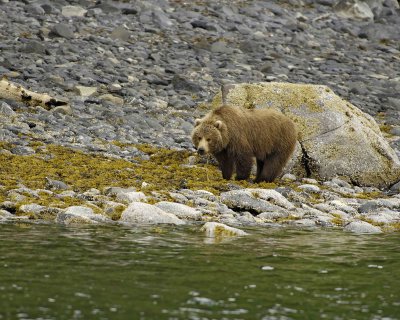 Bear, Kodiak, seaweed in mouth-071107-Discoverer Bay, Afognak Island, AK-0144.jpg