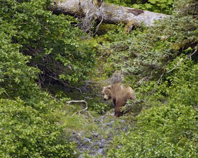 Bear, Kodiak, walking thru brush-071107-Discoverer Bay, Afognak Island, AK-0221.jpg