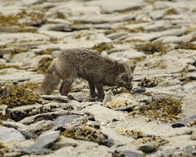 Fox, Silver ,digging fish from tidepools-070707-Phoenix Bay, Afognak Island, AK-0464.jpg