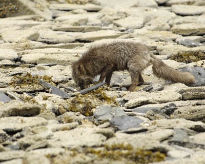 Fox, Silver, digging fish from tidepools-070707-Phoenix Bay, Afognak Island, AK-0476.jpg