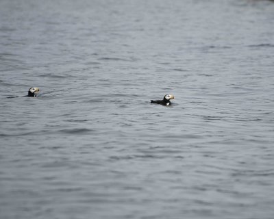 Gallery of Horned Puffin