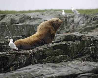 Sea Lion, Stellar, Bull-071107-Sea Otter Island, Gulf of Alaska-0334.jpg