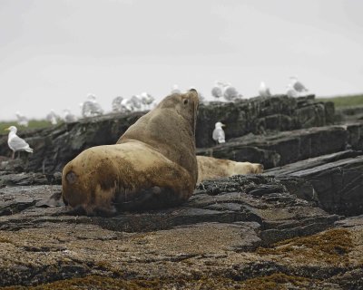 Sea Lion, Stellar, Bull-071107-Sea Otter Island, Gulf of Alaska-0387.jpg