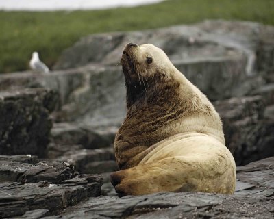 Sea Lion, Stellar, Bull-071107-Sea Otter Island, Gulf of Alaska-0417.jpg