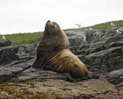 Sea Lion, Stellar, Bull-071107-Sea Otter Island, Gulf of Alaska-0466.jpg