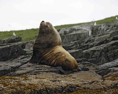 Sea Lion, Stellar, Bull-071107-Sea Otter Island, Gulf of Alaska-0469.jpg