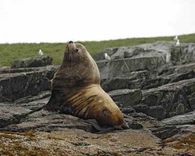 Sea Lion, Stellar, Bull-071107-Sea Otter Island, Gulf of Alaska-0471.jpg