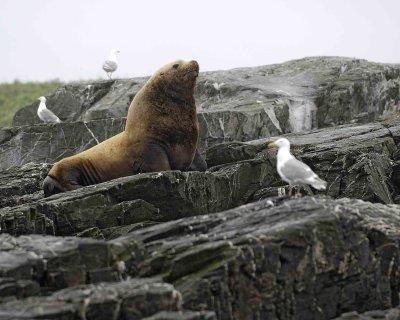 Sea Lion, Stellar, Bull-071107-Sea Otter Island, Gulf of Alaska-02820.jpg