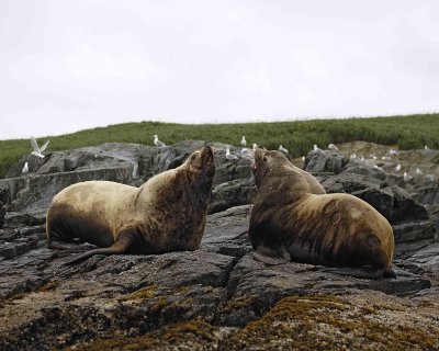 Sea Lion, Stellar, Bull, 2 barking at each other-071107-Sea Otter Island, Gulf of Alaska-0461.jpg