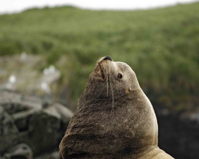 Sea Lion, Stellar, Bull, head only-071107-Sea Otter Island, Gulf of Alaska-0480.jpg