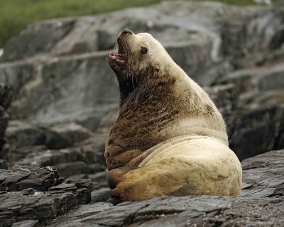 Sea Lion, Stellar, Bull, open mouth-071107-Sea Otter Island, Gulf of Alaska-0414.jpg