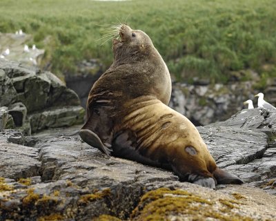 Sea Lion, Stellar Bull, open mouth-071107-Sea Otter Island, Gulf of Alaska-0531.jpg