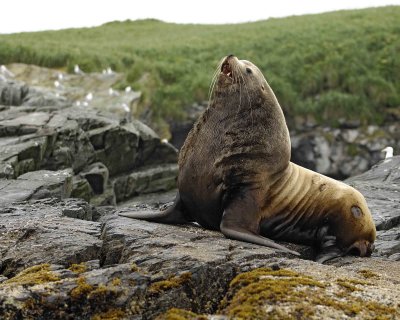 Sea Lion, Stellar, Bull, open mouth-071107-Sea Otter Island, Gulf of Alaska-0532.jpg