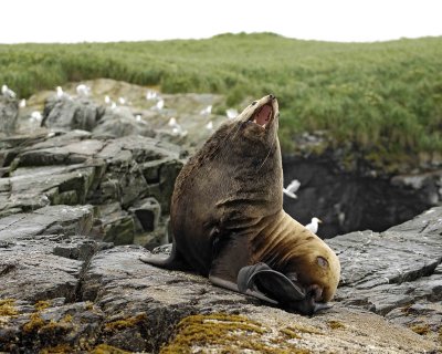 Sea Lion, Stellar, Bull. open mouth-071107-Sea Otter Island, Gulf of Alaska-0443.jpg