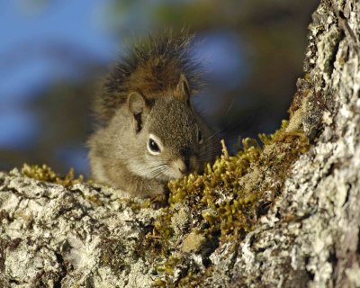 Squirrel, Red-070807-Afognak Island, AK-0026.jpg