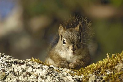 Squirrel, Red-070807-Afognak Island ,AK-0060.jpg