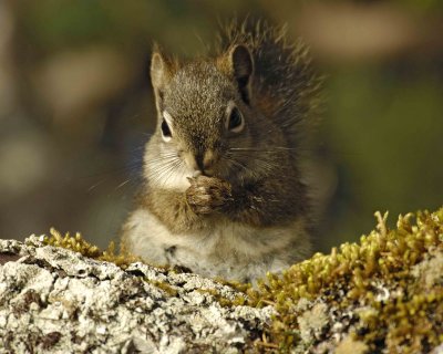 Squirrel, Red, eating seed-070807-Afognak Island, AK-0057.jpg