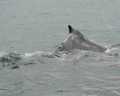 Whale, Humpback-070807-Perenosa Bay, Afognak Island, AK-0073.jpg